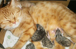 УСЫНОВЛЕНИЕ СРЕДИ ЖИВОТНЫХ.